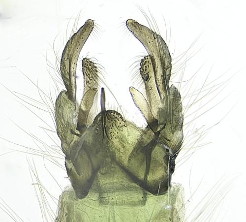 Chironomus plumosus
